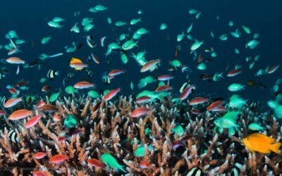 Great Barrier Reef – Fish Aggregating Devices and Artificial Reefs