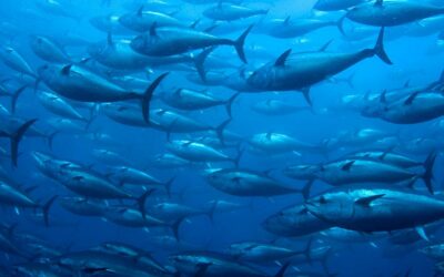 Fish stocks stable and steady