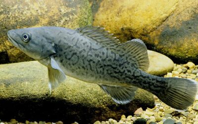 Have your say on the NSW 10-year Trout Cod recovery roadmap
